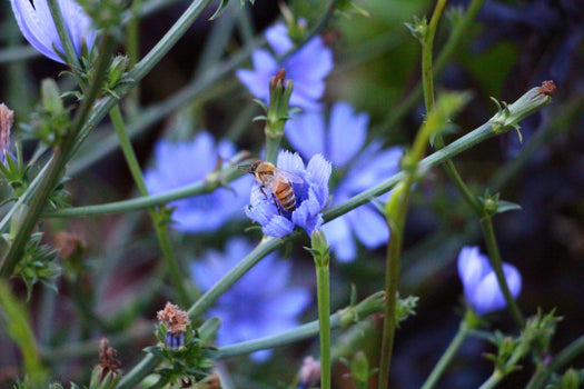 honey bee flying over a yellow flower collecting pollen and nectar