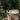 Holding a mug of black tea with honey and cream in front of a flower bed