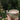 Holding a creamy cup of black tea in the garden with flowers in the background