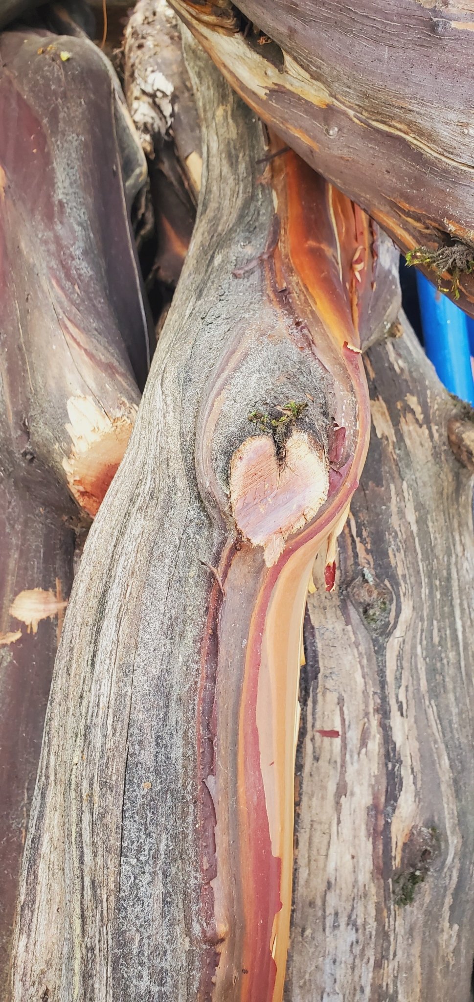 Manzanita Whale Tail Scoop ~ Hand Carved Wooden Spoon ~ Salt or Spice Spoon ~ Coffee Scoop ~ Tea Scoop - Blue Sage Family Farm